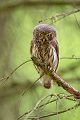 Sperlingskauz - Glaucidium passerinum, Eule, Eigentliche Eulen, Kauz, Kleinste Eule, Voegel, Vogel, www.richter-naturfotografie.de, Strigiformes, Glaucidium, Sperlingskaeuze