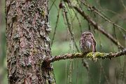 Sperlingskauz - Glaucidium passerinum, Eule, Eigentliche Eulen, Kauz, Kleinste Eule, Voegel, Vogel, www.richter-naturfotografie.de, Strigiformes, Glaucidium, Sperlingskaeuze