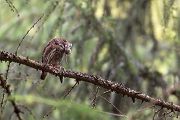 Sperlingskauz - Glaucidium passerinum, Eule, Eigentliche Eulen, Kauz, Kleinste Eule, Voegel, Vogel, www.richter-naturfotografie.de, Strigiformes, Glaucidium, Sperlingskaeuze