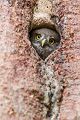 Sperlingskauz - Glaucidium passerinum, Eule, Eigentliche Eulen, Kauz, Kleinste Eule, Voegel, Vogel, www.richter-naturfotografie.de, Strigiformes, Glaucidium, Sperlingskaeuze