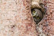 Sperlingskauz - Glaucidium passerinum, Eule, Eigentliche Eulen, Kauz, Kleinste Eule, Voegel, Vogel, www.richter-naturfotografie.de, Strigiformes, Glaucidium, Sperlingskaeuze