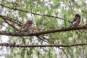 Sperlingskauz - Glaucidium passerinum, Eule, Eigentliche Eulen, Kauz, Kleinste Eule, Voegel, Vogel, www.richter-naturfotografie.de, Strigiformes, Glaucidium, Sperlingskaeuze