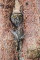 Sperlingskauz - Glaucidium passerinum, Eule, Eigentliche Eulen, Kauz, Kleinste Eule, Voegel, Vogel, www.richter-naturfotografie.de, Strigiformes, Glaucidium, Sperlingskaeuze