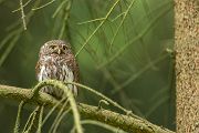 Sperlingskauz - Glaucidium passerinum, Eule, Eigentliche Eulen, Kauz, Kleinste Eule, Voegel, Vogel, www.richter-naturfotografie.de, Strigiformes, Glaucidium, Sperlingskaeuze