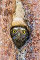 Sperlingskauz - Glaucidium passerinum, Eule, Eigentliche Eulen, Kauz, Kleinste Eule, Voegel, Vogel, www.richter-naturfotografie.de, Strigiformes, Glaucidium, Sperlingskaeuze