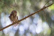 Sperlingskauz - Glaucidium passerinum, Eule, Eigentliche Eulen, Kauz, Kleinste Eule, Voegel, Vogel, www.richter-naturfotografie.de, Strigiformes, Glaucidium, Sperlingskaeuze