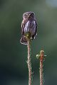 Sperlingskauz - Glaucidium passerinum, Eule, Eigentliche Eulen, Kauz, Kleinste Eule, Voegel, Vogel, www.richter-naturfotografie.de, Strigiformes, Glaucidium, Sperlingskaeuze