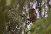 Sperlingskauz - Glaucidium passerinum, Eule, Eigentliche Eulen, Kauz, Kleinste Eule, Voegel, Vogel, www.richter-naturfotografie.de, Strigiformes, Glaucidium, Sperlingskaeuze