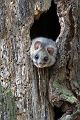 Siebenschlaefer - Glis glis