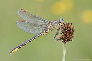Westliche Keiljungfer - Gomphus pulchellus Keiljungfern Gomphiden Großlibellen Maennchen Libellen Odonata Insekten Thueringen  