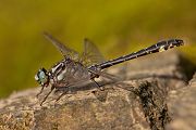 Gemeine Keiljungfer - Gomphus vulgatissimus - Maennchen - Freiberger Mulde Mulde Sachsen Muldental 