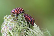 Streifenwanze - Graphosoma lineatum
