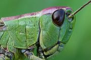Grashüpfer - Gomphocerinae