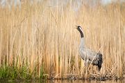 Kranich Kraniche - Grus grus Voegel des Gluecks Voegel Sachsen Jungvogel 