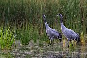 Kranich Kraniche - Grus grus Voegel des Gluecks Voegel Sachsen Jungvogel 
