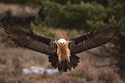 Bartgeier - Gypaetus barbatus, Laemmergeier, Geier, Spanien, Pyrenäen, Habichtartige, Gypaetinae, Gypaetus barbatus, Greifvoegel, Greifvogel, Adult, Juvenil, Knochenbrecher, Bartadler, Greifadler, Goldgeier, Bartfalk, Berggeier, Beinbrecher