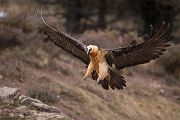Bartgeier - Gypaetus barbatus, Laemmergeier, Geier, Spanien, Pyrenäen, Habichtartige, Gypaetinae, Gypaetus barbatus, Greifvoegel, Greifvogel, Adult, Juvenil, Knochenbrecher, Bartadler, Greifadler, Goldgeier, Bartfalk, Berggeier, Beinbrecher