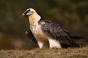 Bartgeier - Gypaetus barbatus, Laemmergeier, Geier, Spanien, Pyrenäen, Habichtartige, Gypaetinae, Gypaetus barbatus, Greifvoegel, Greifvogel, Adult, Juvenil, Knochenbrecher, Bartadler, Greifadler, Goldgeier, Bartfalk, Berggeier, Beinbrecher