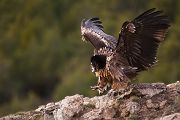 Bartgeier - Gypaetus barbatus, Laemmergeier, Geier, Spanien, Pyrenäen, Habichtartige, Gypaetinae, Gypaetus barbatus, Greifvoegel, Greifvogel, Adult, Juvenil, Knochenbrecher, Bartadler, Greifadler, Goldgeier, Bartfalk, Berggeier, Beinbrecher