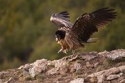 Bartgeier - Gypaetus barbatus, Laemmergeier, Geier, Spanien, Pyrenäen, Habichtartige, Gypaetinae, Gypaetus barbatus, Greifvoegel, Greifvogel, Adult, Juvenil, Knochenbrecher, Bartadler, Greifadler, Goldgeier, Bartfalk, Berggeier, Beinbrecher