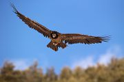 Bartgeier - Gypaetus barbatus, Laemmergeier, Geier, Spanien, Pyrenäen, Habichtartige, Gypaetinae, Gypaetus barbatus, Greifvoegel, Greifvogel, Adult, Juvenil, Knochenbrecher, Bartadler, Greifadler, Goldgeier, Bartfalk, Berggeier, Beinbrecher