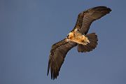 Bartgeier - Gypaetus barbatus, Laemmergeier, Geier, Spanien, Pyrenäen, Habichtartige, Gypaetinae, Gypaetus barbatus, Greifvoegel, Greifvogel, Adult, Juvenil, Knochenbrecher, Bartadler, Greifadler, Goldgeier, Bartfalk, Berggeier, Beinbrecher