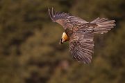 Bartgeier - Gypaetus barbatus, Laemmergeier, Geier, Spanien, Pyrenäen, Habichtartige, Gypaetinae, Gypaetus barbatus, Greifvoegel, Greifvogel, Adult, Juvenil, Knochenbrecher, Bartadler, Greifadler, Goldgeier, Bartfalk, Berggeier, Beinbrecher