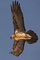 Bartgeier - Gypaetus barbatus, Laemmergeier, Geier, Spanien, Pyrenäen, Habichtartige, Gypaetinae, Gypaetus barbatus, Greifvoegel, Greifvogel, Adult, Juvenil, Knochenbrecher, Bartadler, Greifadler, Goldgeier, Bartfalk, Berggeier, Beinbrecher