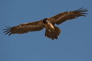 Bartgeier - Gypaetus barbatus, Laemmergeier, Geier, Spanien, Pyrenäen, Habichtartige, Gypaetinae, Gypaetus barbatus, Greifvoegel, Greifvogel, Adult, Juvenil, Knochenbrecher, Bartadler, Greifadler, Goldgeier, Bartfalk, Berggeier, Beinbrecher