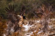 Bartgeier - Gypaetus barbatus, Laemmergeier, Geier, Spanien, Pyrenäen, Habichtartige, Gypaetinae, Gypaetus barbatus, Greifvoegel, Greifvogel, Adult, Juvenil, Knochenbrecher, Bartadler, Greifadler, Goldgeier, Bartfalk, Berggeier, Beinbrecher