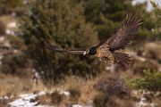 Bartgeier - Gypaetus barbatus, Laemmergeier, Geier, Spanien, Pyrenäen, Habichtartige, Gypaetinae, Gypaetus barbatus, Greifvoegel, Greifvogel, Adult, Juvenil, Knochenbrecher, Bartadler, Greifadler, Goldgeier, Bartfalk, Berggeier, Beinbrecher