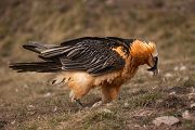 Bartgeier - Gypaetus barbatus, Laemmergeier, Geier, Spanien, Pyrenäen, Habichtartige, Gypaetinae, Gypaetus barbatus, Greifvoegel, Greifvogel, Adult, Juvenil, Knochenbrecher, Bartadler, Greifadler, Goldgeier, Bartfalk, Berggeier, Beinbrecher