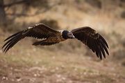 Bartgeier - Gypaetus barbatus, Laemmergeier, Geier, Spanien, Pyrenäen, Habichtartige, Gypaetinae, Gypaetus barbatus, Greifvoegel, Greifvogel, Adult, Juvenil, Knochenbrecher, Bartadler, Greifadler, Goldgeier, Bartfalk, Berggeier, Beinbrecher