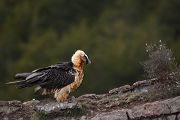 Bartgeier - Gypaetus barbatus, Laemmergeier, Geier, Spanien, Pyrenäen, Habichtartige, Gypaetinae, Gypaetus barbatus, Greifvoegel, Greifvogel, Adult, Juvenil, Knochenbrecher, Bartadler, Greifadler, Goldgeier, Bartfalk, Berggeier, Beinbrecher