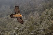 Bartgeier - Gypaetus barbatus, Laemmergeier, Geier, Spanien, Pyrenäen, Habichtartige, Gypaetinae, Gypaetus barbatus, Greifvoegel, Greifvogel, Adult, Juvenil, Knochenbrecher, Bartadler, Greifadler, Goldgeier, Bartfalk, Berggeier, Beinbrecher