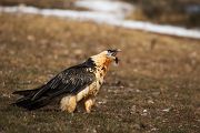 Bartgeier - Gypaetus barbatus, Laemmergeier, Geier, Spanien, Pyrenäen, Habichtartige, Gypaetinae, Gypaetus barbatus, Greifvoegel, Greifvogel, Adult, Juvenil, Knochenbrecher, Bartadler, Greifadler, Goldgeier, Bartfalk, Berggeier, Beinbrecher