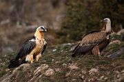 Bartgeier - Gypaetus barbatus, Laemmergeier, Geier, Spanien, Pyrenäen, Habichtartige, Gypaetinae, Gypaetus barbatus, Greifvoegel, Greifvogel, Adult, Juvenil, Knochenbrecher, Bartadler, Greifadler, Goldgeier, Bartfalk, Berggeier, Beinbrecher, Gaensegeier, Gyps fulvus, Geier, Gyps, Spanien, Pyrenäen, Habichtartige, Greifvoegel, Greifvogel, Adult, Juvenil, 