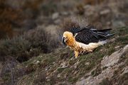 Bartgeier - Gypaetus barbatus, Laemmergeier, Geier, Spanien, Pyrenäen, Habichtartige, Gypaetinae, Gypaetus barbatus, Greifvoegel, Greifvogel, Adult, Juvenil, Knochenbrecher, Bartadler, Greifadler, Goldgeier, Bartfalk, Berggeier, Beinbrecher