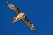 Bartgeier - Gypaetus barbatus, Laemmergeier, Geier, Spanien, Pyrenäen, Habichtartige, Gypaetinae, Gypaetus barbatus, Greifvoegel, Greifvogel, Adult, Juvenil, Knochenbrecher, Bartadler, Greifadler, Goldgeier, Bartfalk, Berggeier, Beinbrecher