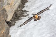 Bartgeier - Gypaetus barbatus, Laemmergeier, Geier, Spanien, Pyrenäen, Habichtartige, Gypaetinae, Gypaetus barbatus, Greifvoegel, Greifvogel, Adult, Juvenil, Knochenbrecher, Bartadler, Greifadler, Goldgeier, Bartfalk, Berggeier, Beinbrecher