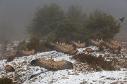 Gaensegeier, Gyps fulvus, Geier, Gyps, Spanien, Pyrenäen, Habichtartige, Greifvoegel, Greifvogel, Adult, Juvenil, 