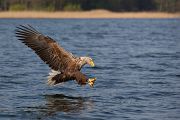 Seeadler - Haliaeetus albicilla Greifvoegel Habichtartige Seeadler - Haliaeetus albicilla - Greifvoegel Habichtartige 