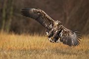 Seeadler - Haliaeetus albicilla Greifvoegel Habichtartige Seeadler - Haliaeetus albicilla - Greifvoegel Habichtartige Polen Voegel, Vogel, Adler, Polen
