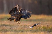 Seeadler - Haliaeetus albicilla Greifvoegel Habichtartige Seeadler - Haliaeetus albicilla - Greifvoegel Habichtartige Polen Voegel, Vogel, Adler, Polen