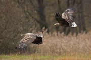 Seeadler - Haliaeetus albicilla Greifvoegel Habichtartige Seeadler - Haliaeetus albicilla - Greifvoegel Habichtartige Polen Voegel, Vogel, Adler, Polen