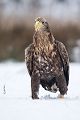 Habichtartige, Seeadler - Haliaeetus albicilla, Greifvoegel, Habichtartige, Voegel, Vogel, Adler, Grimma, Muldental, Sachsen