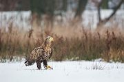 Habichtartige, Seeadler - Haliaeetus albicilla, Greifvoegel, Habichtartige, Voegel, Vogel, Adler, Grimma, Muldental, Sachsen