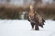 Habichtartige, Seeadler - Haliaeetus albicilla, Greifvoegel, Habichtartige, Voegel, Vogel, Adler, Grimma, Muldental, Sachsen