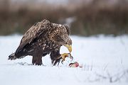 Habichtartige, Seeadler - Haliaeetus albicilla, Greifvoegel, Habichtartige, Voegel, Vogel, Adler, Grimma, Muldental, Sachsen