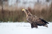 Habichtartige, Seeadler - Haliaeetus albicilla, Greifvoegel, Habichtartige, Voegel, Vogel, Adler, Grimma, Muldental, Sachsen